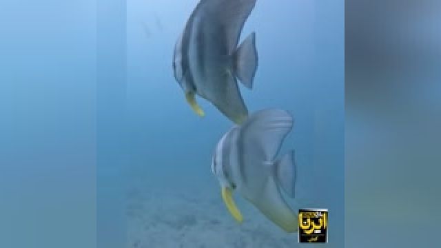 شنای خفاش‌‌ ماهی‌ های رنگین در آب‌ های کیش | فیلم
