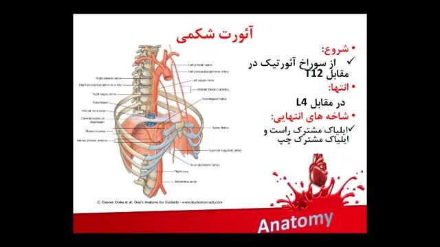 آناتومی عروق خونی | آموزش علوم تشریح آناتومی قلب و عروق | جلسه هشتم (12)