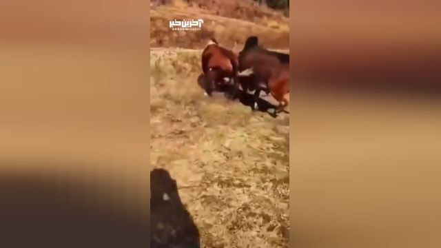 ویدئوی درگیری 2 گاو وحشی