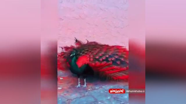 لحظه باز شدن پرهای طاووس سرخ رنگ | ویدیو