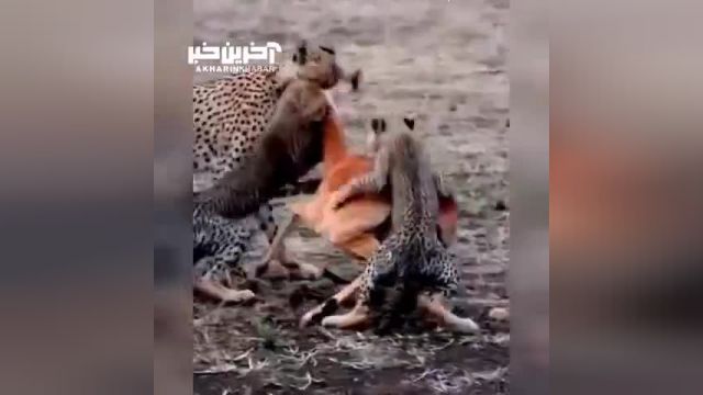 یوزپلنگ ماده درحال آموزش شکار به توله هایش (ویدئو)