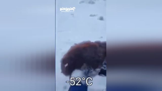 تحت عنوان "منجمد شدن حیوانات در سرمای قزاقستان: واقعیت تلخ زمستان"