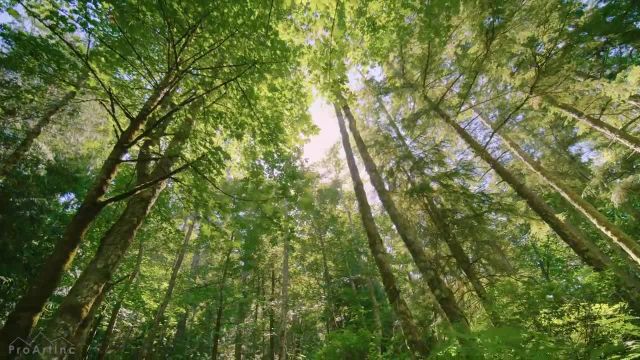 پیاده‌ روی مجازی در مسیر ببر غربی | پیاده‌ روی در جنگل با تابش نور خورشید از میان درختان