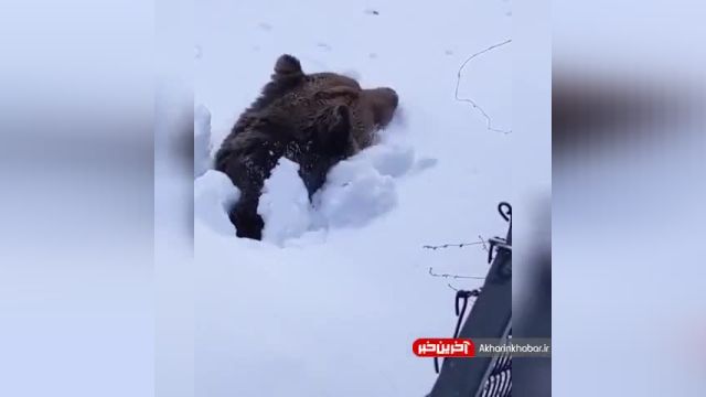بیرون آمدن خرس پس از 4 ماه خواب زمستانی | ویدیو