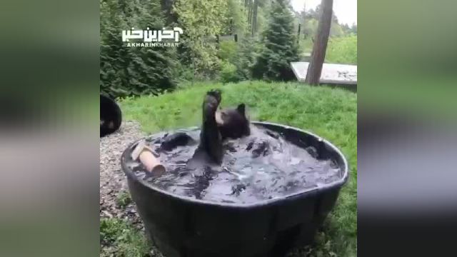آب تنی خرس سیاه را مشاهده کنید