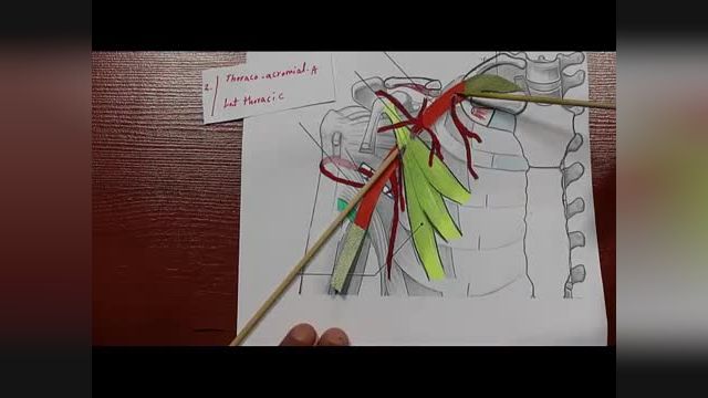 شریان آگزیلاری (Axillary artery) | آموزش علوم تشریح (آناتومی) اسکلتی - عضلانی | جلسه چهاردهم (2)