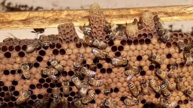 راهنمای کامل برای تقسیم بندی زنبورها و تبدیل یک کندو به دو کندو