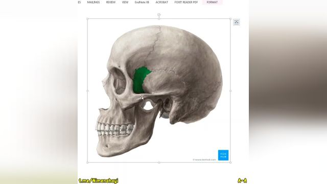 وبینار استخوان شناسی آناتومی سر و گردن | جلسه سوم (بخش 2)