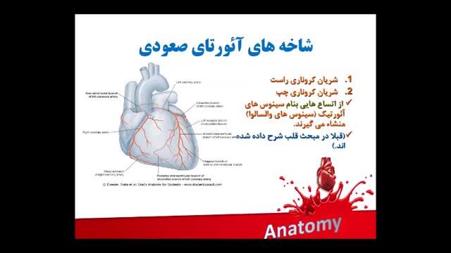 آناتومی عروق خونی | آموزش علوم تشریح آناتومی قلب و عروق | جلسه هشتم (3)