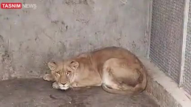کشف یک شیر ماده در باغ وحش خانگی در خمین شهر اصفهان | ویدیو