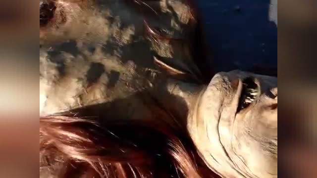 A Dead Mermaid Discovered in Florida