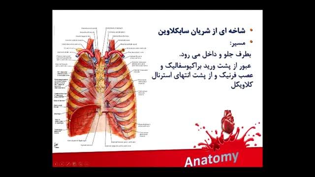 آناتومی عروق خونی | آموزش علوم تشریح آناتومی قلب و عروق | جلسه هشتم (8)