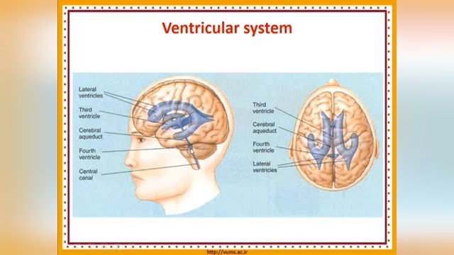 آناتومی سیستم عصبی (Nervous system) | آموزش آناتومی عمومی | جلسه ششم (3)