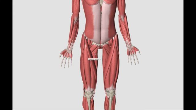 آناتومی عضلات قدام ران | بررسی دقیق عضلات سارتوریوس و عضله کوادری
