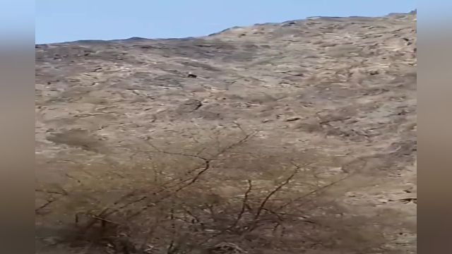 رویت خرس سیاه آسیایی در ارتفاعات دهکهان کهنوج