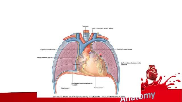 آناتومی قلب | آموزش علوم تشریح (آناتومی) قلب و عروق | جلسه اول (2)