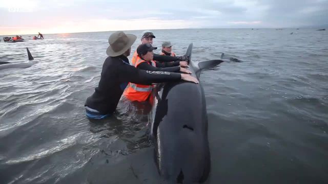 آیا می توان نهنگ های به دام افتاده را نجات داد؟