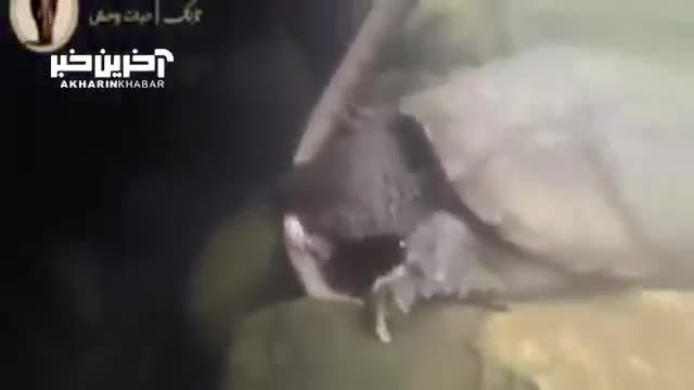 تجربه‌ای شگفت‌انگیز: شکار مار آبی با استفاده از لاک‌پشت گازگیر