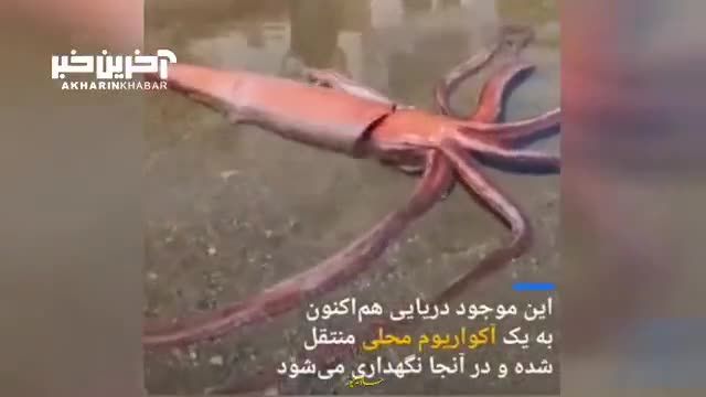 تماشای ماهی مرکب غول‌پیکر 3 متری در سواحل ژاپن! به همراه تصاویر و ویدئوهای هیجان‌انگیز