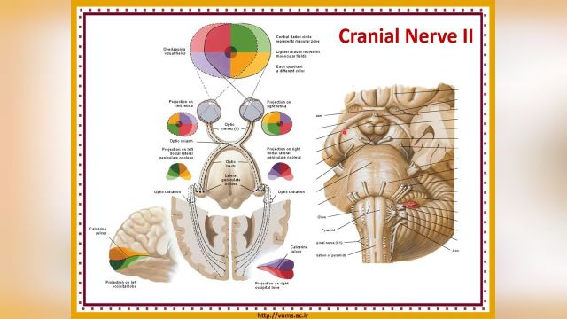 آموزش جامع و کامل نوروآناتومی | جلسه هفدهم (2)  اعصاب مغزی (Cranial Nerves)