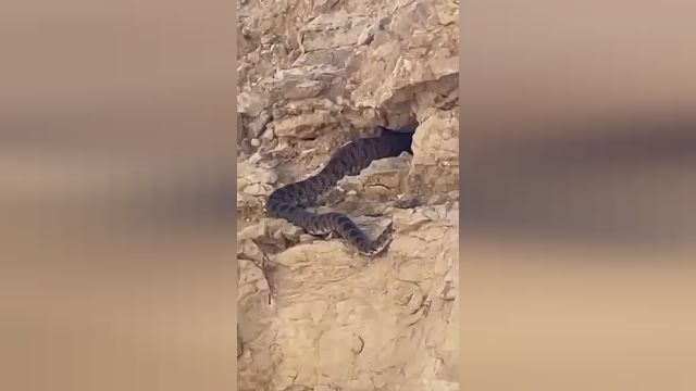 مشاهده یک مار غول‌ پیکر در کوههای استان فارس