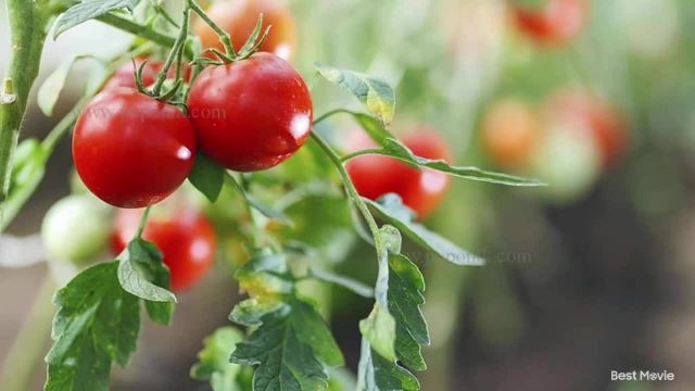 راه حل های موثر برای کنترل امراض قارچی گوجه فرنگی (بادنجان رومی)