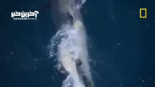 آیا می دانید نهنگ ها چطور از پوست خود مراقبت میکنند؟