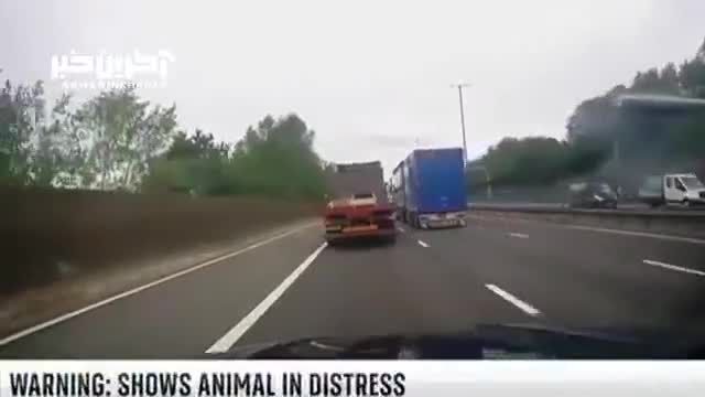 فیلم افتادن یک گاو از روی کامیون در حال حرکت