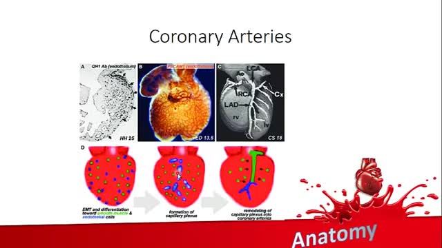 جنین شناسی دستگاه قلب و عروق | آموزش علوم تشریح آناتومی قلب و عروق | جلسه هفتم (6)