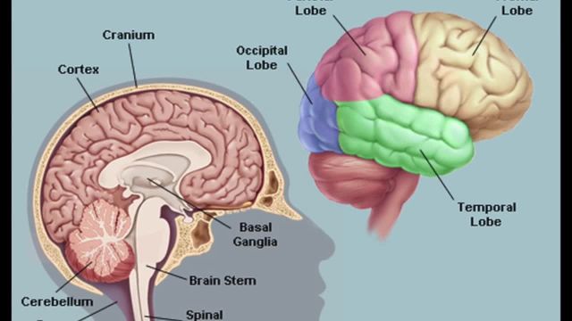 جلوگیری از پیر شدن مغز با خوراکی های مفید | ویدیو