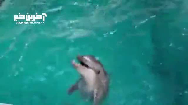 آخرین وضعیت «سامی» دلفینی که فیلم لحظه تولد آن بازتاب جهانی داشت