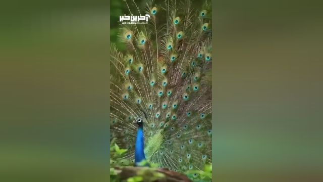آواز طاووس وقتی پرهاش رو باز میکنه