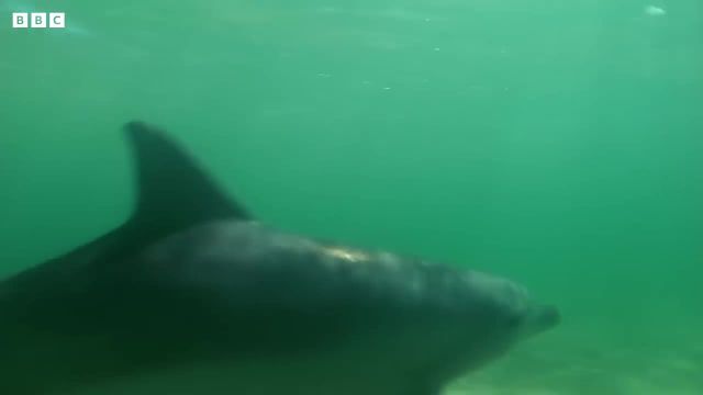 ویدیویی دیدنی از دلفین بارداری که نمی تواند شکار کند!