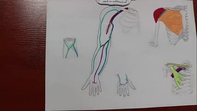 شبکه وریدی دست | آموزش علوم تشریح (آناتومی) اسکلتی - عضلانی | جلسه بیست و هفتم