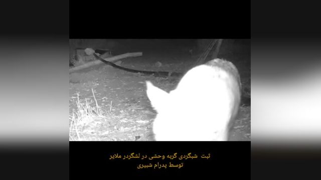 ویدئویی از شبگردی یک گربه وحشی در منطقه حفاظت‌ شده لشگردر ملایر
