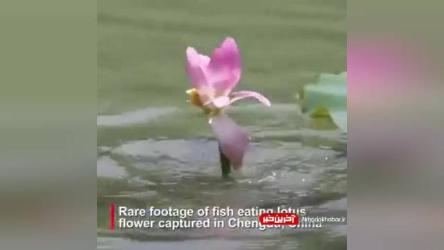 خوردن گل لوتوس توسط ماهی ها |  ویدیو