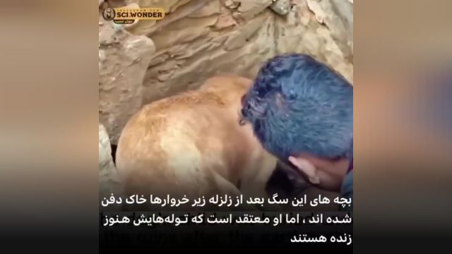 تلاش یک سگ برای نجات توله‌هایش از زیر آوار زلزله ترکیه