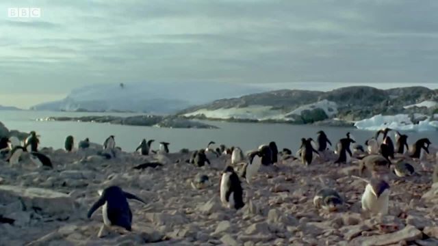 چگونه تغییرات آب و هوایی بر زندگی پنگوئن ها تأثیر می گذارد؟