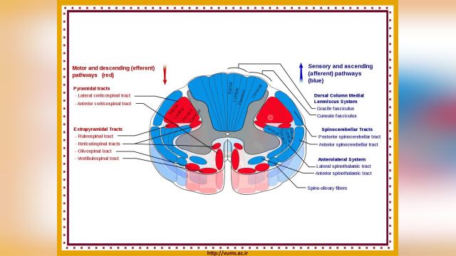 آموزش جامع و کامل نوروآناتومی | جلسه سوم (2) | راه های عصبی نخاع (Spinal Cord Pathway)