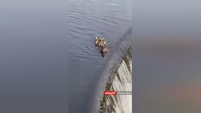 واکنش اردک مادر پس از سقوط جوجه‌اش از آبشار | ویدیو