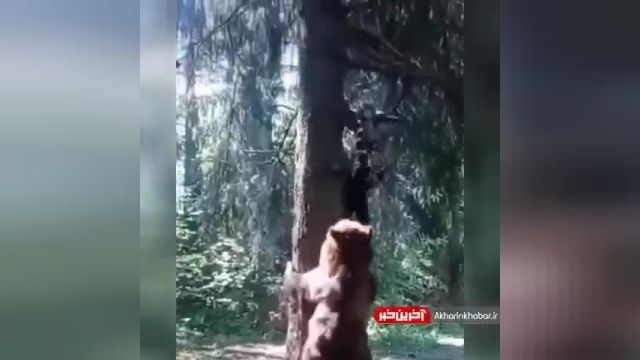 کلیپ حمله خرس به انسان (واقعی) | ببینید