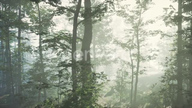 موشن گرافیک طلوع خورشید در جنگل مه دار