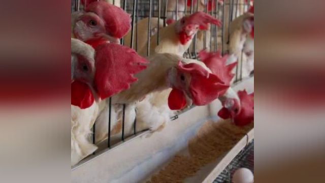 توزیع مرغ آنتی بیوتیکی، ترفند زشت مرغداری‌ها؟ | ویدیو