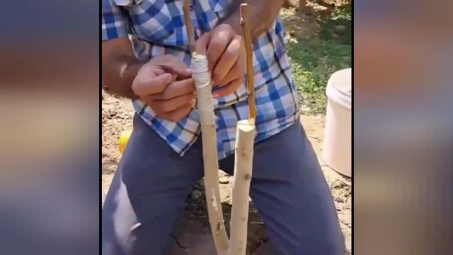 آموزش پیوند زدن درخت سیب با روش پیوند اسکنه