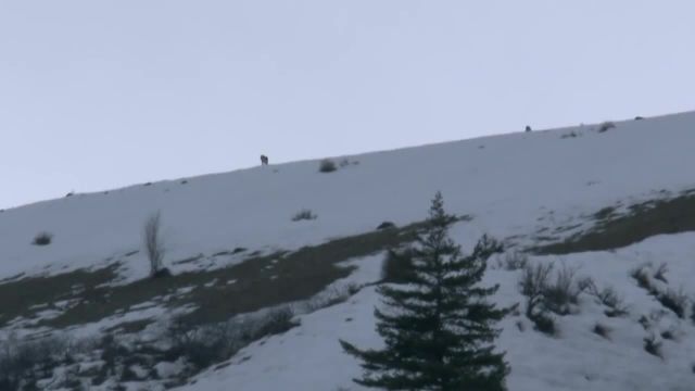 گرگ های فراری در بالای کوه دیده می شوند!