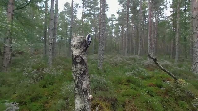 استراحت در جنگلی در ارتفاعات اسکاتلند که با این ویدیو تجربه می کنید!