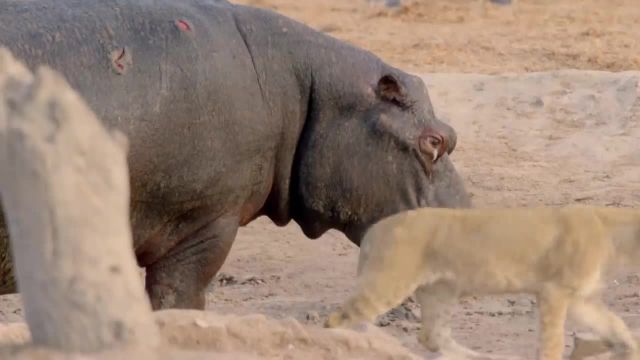 هیپو در مقابل قبیله شیرها | تماشای این ویدیو را از دست ندهید!