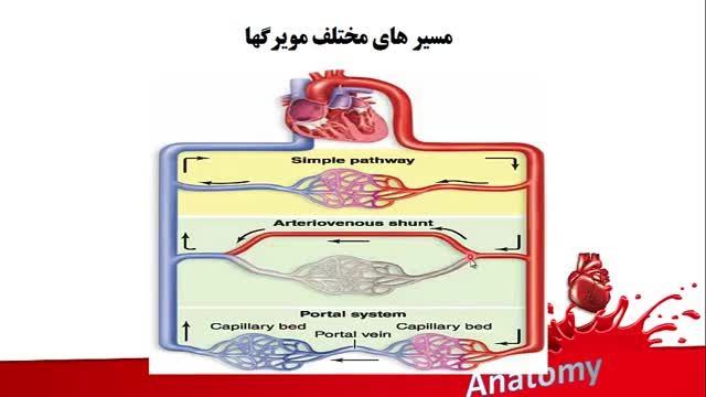 بافت شناسی دستگاه گردش خون | آموزش علوم تشریح (آناتومی) قلب و عروق | جلسه ششم (10)