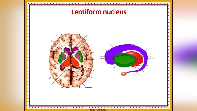 آموزش جامع و کامل نوروآناتومی | جلسه سیزدهم (2) | هسته های قاعده ای (Basal Nuclei)