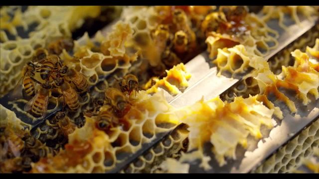 تماشای ویدیویی از زنبورهای عسل را از دست ندهید!
